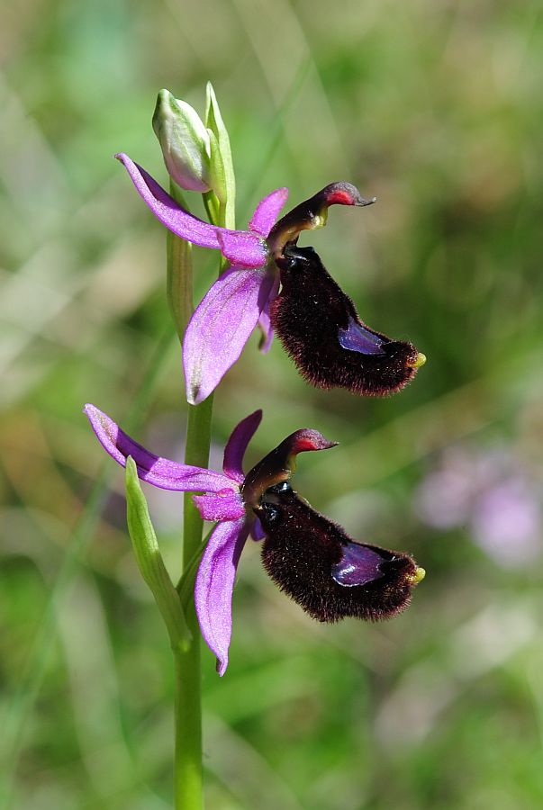 Ophrys molisane